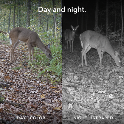 Card reading Day and night: a daytime capture of a deer in color beside a night capture of two deer in black-and-white infrared