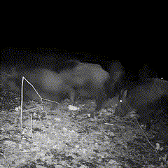 Black-and-white infrared night footage of wild boar feeding on a woodland floor