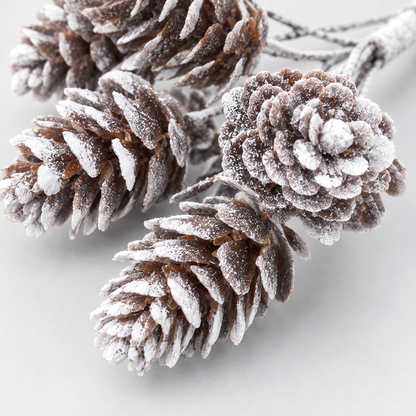 Close-up of the white frost on the scale tips of the small brown pine cones